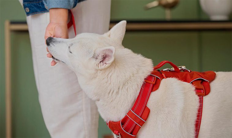 Steg-för-steg-guide till att träna din hund att gå fint i koppel:
#2: Använd belöningsbaserad träning.