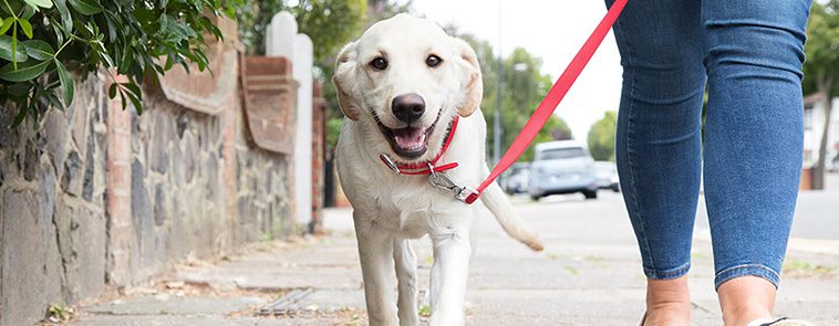 Hur du tränar din hund att gå fint i koppel:
Bygg en stark relation genom promenaderna.