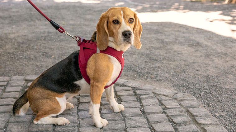 Steg-för-steg-guide till att träna din hund att gå fint i koppel:
#4: Använd rätt utrustning.