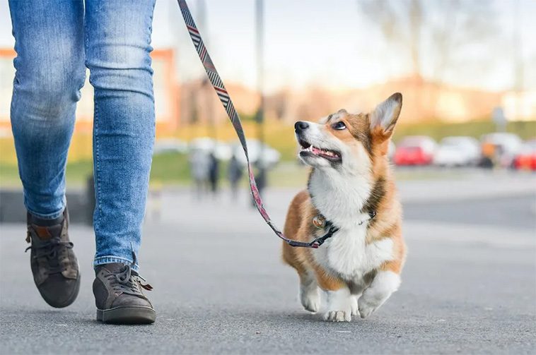 Steg-för-steg-guide till att träna din hund att gå fint i koppel:
#4: Lär din hund att "följa".