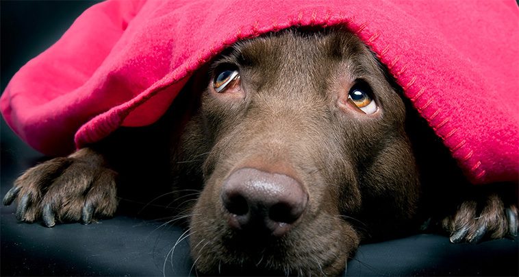 Hur du hanterar din hunds rädsla för fyrverkerier och åska:
Tecken på rädsla hos hundar
