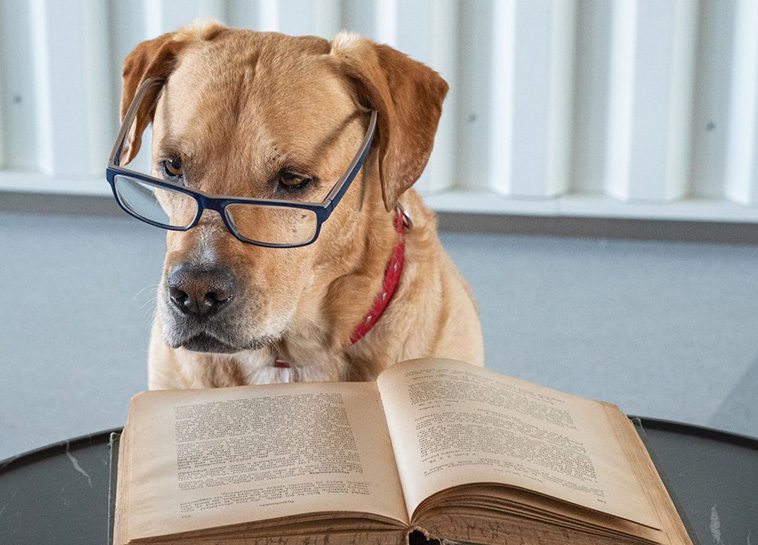 Så lär du din hund grundläggande lydnadskommandon:
Varför är grundläggande lydnad så viktigt?