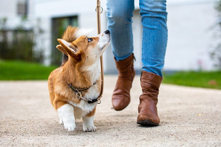 Så lär du din hund grundläggande lydnadskommandon:
Så lär du din hund att gå fot