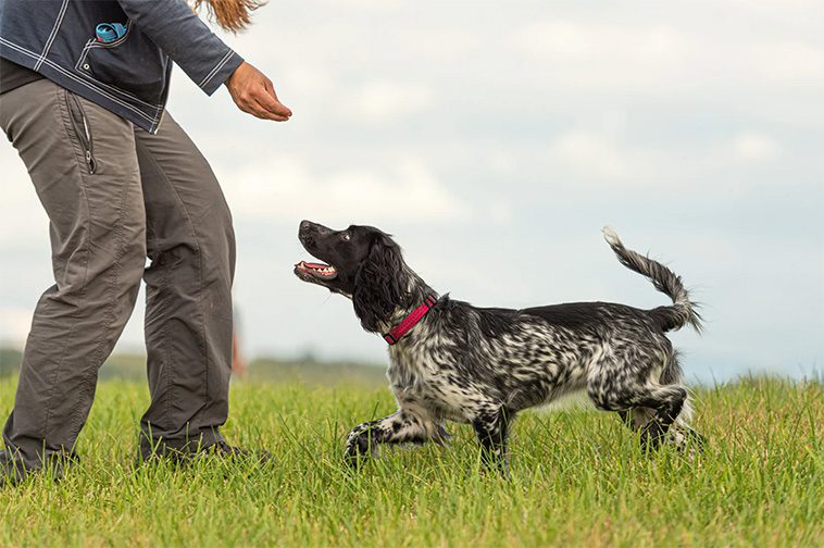 Så lär du din hund grundläggande lydnadskommandon:
Så lär du din hund att komma på kommando