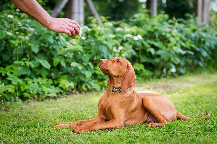 Så lär du din hund grundläggande lydnadskommandon:
Så lär du din hund att ligga