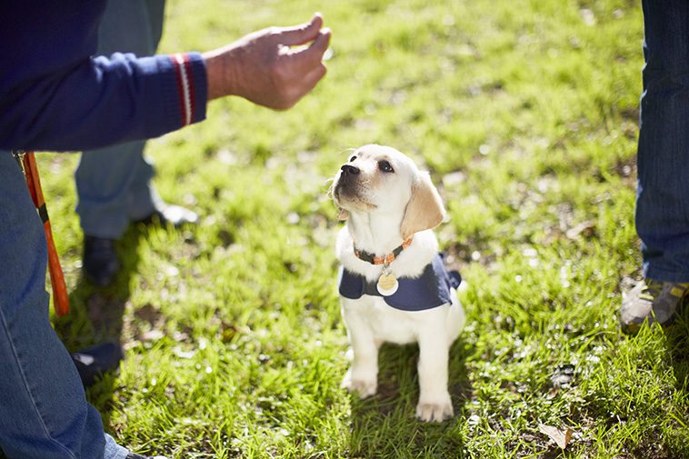 Så lär du din hund grundläggande lydnadskommandon:
Så lär du din hund att sitta
