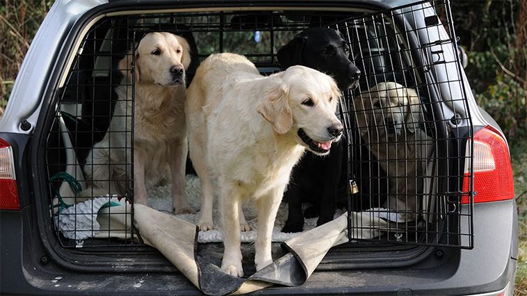 Så förbereder du din hund för en lång bilresa:
Pauser är viktiga.