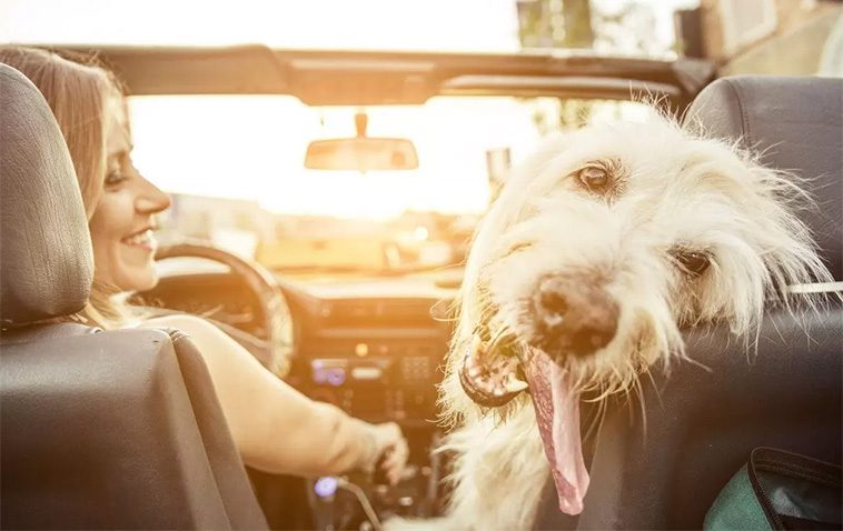 Så förbereder du din hund för en lång bilresa:
Pauser är viktiga.