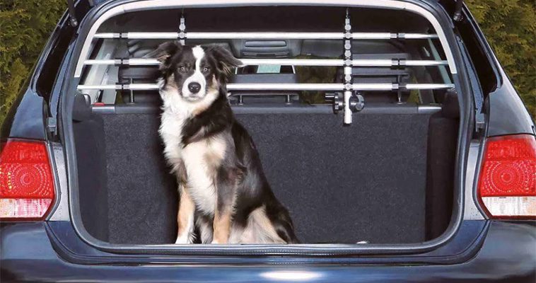 Så förbereder du din hund för en lång bilresa:
#3: Säkerhetsgaller.