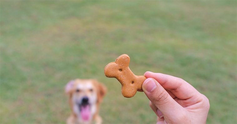 Så får du din hund att sluta hoppa på människor:
Belöna det önskade beteendet