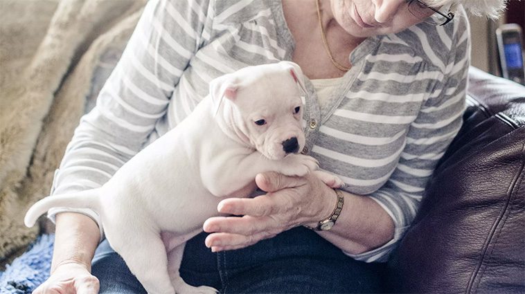 Så förbereder du din hund för att träffa nya människor och barn:
Så förbereder du inför mötet