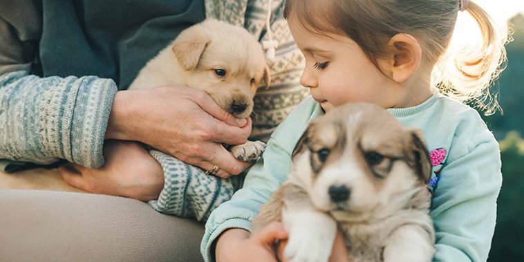Så förbereder du din hund för att träffa nya människor och barn:
Så introducerar du din hund för barn