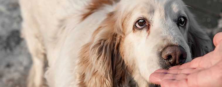 Så förbereder du din hund för att träffa nya människor och barn:
Så introducerar du din hund för nya människor