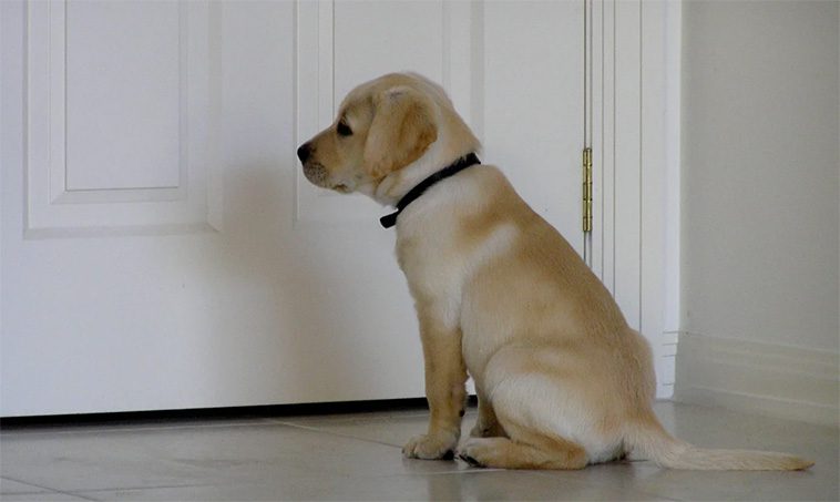 Hur du hanterar hundens separationsångest: Strategier och tips för att hjälpa din hund att må bättre när du är borta:
Vad är separationsångest?