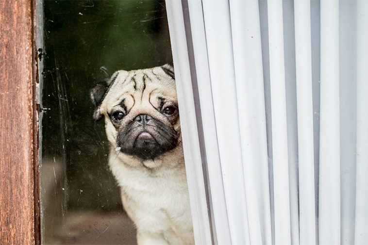 Hur du hanterar hundens separationsångest: Strategier och tips för att hjälpa din hund att må bättre när du är borta:
Orsaker till separationsångest.