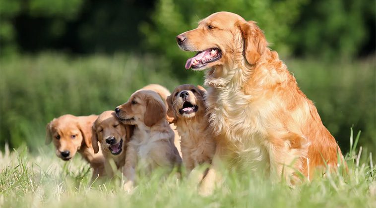 6 hundraser som passar bäst för nybörjare:
Golden Retriever