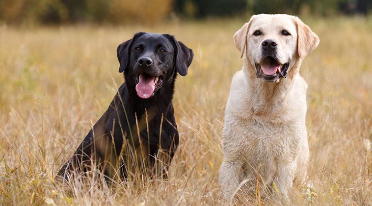 6 hundraser som passar bäst för nybörjare:
Labrador Retriever