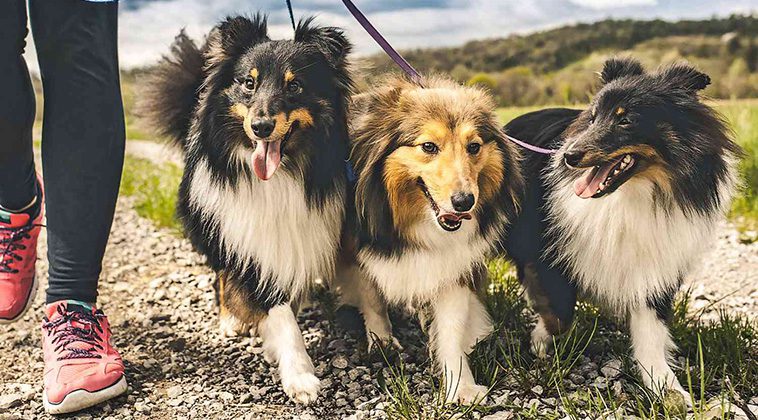 6 hundraser som passar bäst för nybörjare:
Shetland Sheepdog