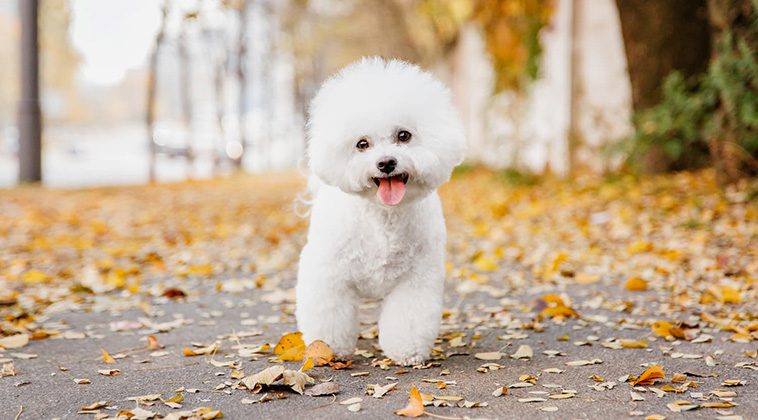 De 7 bästa hundraserna för seniorer
- 4: Bichon Frisé