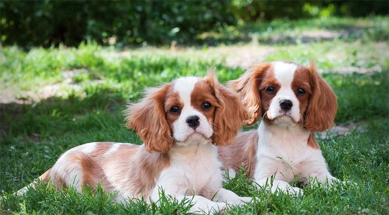 De 7 bästa hundraserna för seniorer
- 1: Cavalier King Charles Spaniel