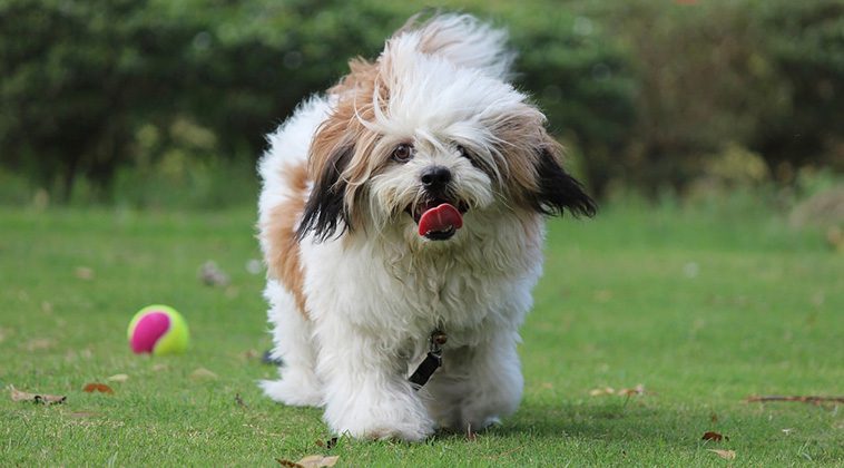 De 7 bästa hundraserna för seniorer
- 6: Lhasa Apso
