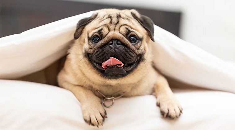 De 7 bästa hundraserna för seniorer
- 5: Mops
