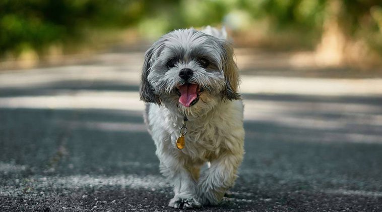 De 7 bästa hundraserna för seniorer
- 3: Shih Tzu