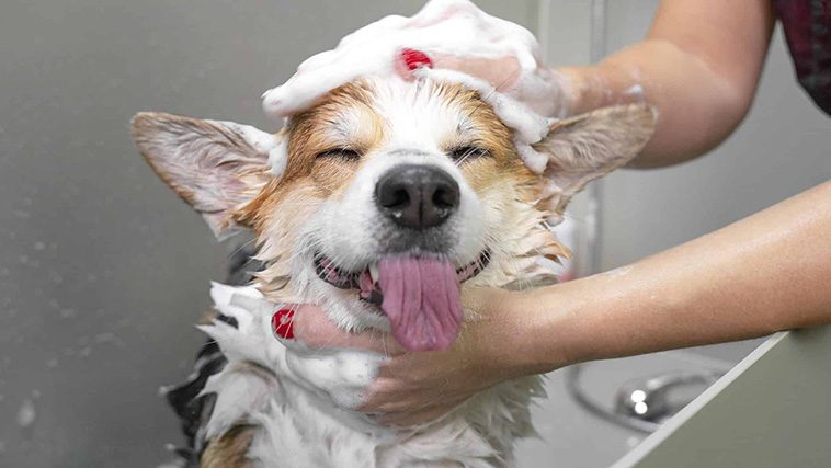 Så tar du hand om din hunds päls: Borstning, bad och trimning:
Bad: När och hur du ska bada din hund