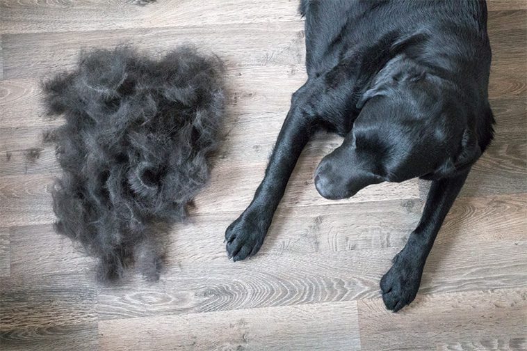Så tar du hand om din hunds päls: Borstning, bad och trimning:
Tips för att göra pälsvård till en positiv upplevelse