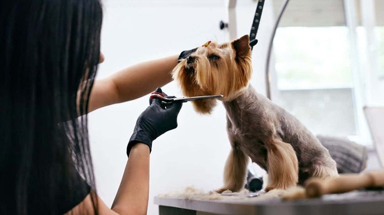 Så tar du hand om din hunds päls: Borstning, bad och trimning:
Trimning: Att hålla pälsen i form