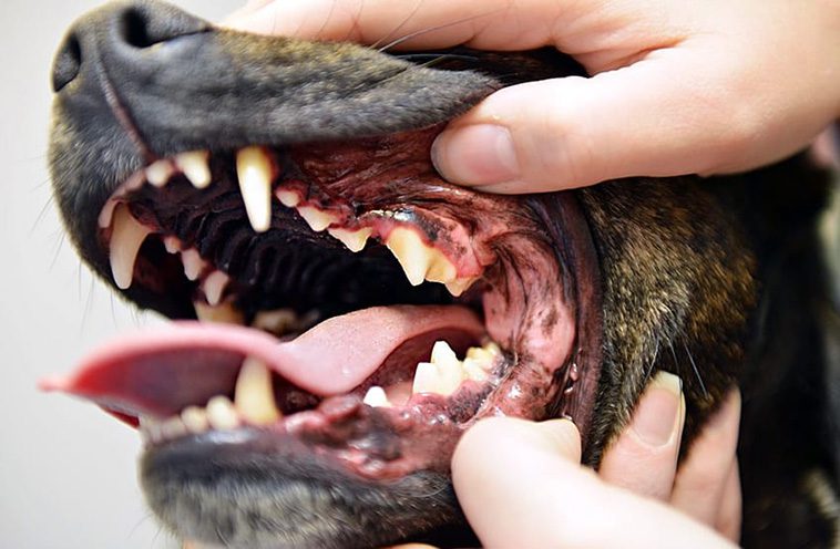 Så håller du din hunds tänder friska och fräscha:
Att känna igen tecken på tandproblem.