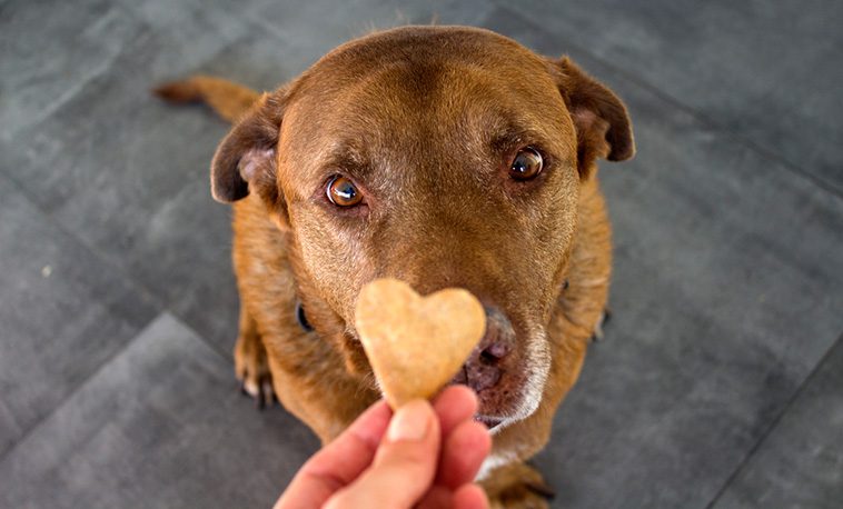 Hur du hanterar en hyperaktiv hund: Tips för att lugna ner och fokusera:
Belöning och positiv förstärkning.