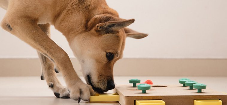 Hur du hanterar en hyperaktiv hund: Tips för att lugna ner och fokusera:
Mental stimulering.