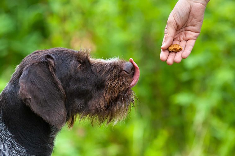 Inkallning av hund: Använd belöningar som motiverar din hund
