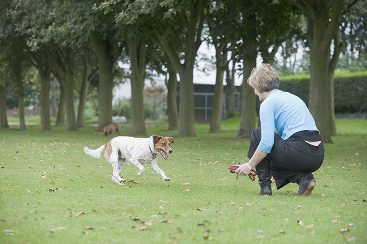 Inkallning av hund: Använd en lång lina för ökad säkerhet