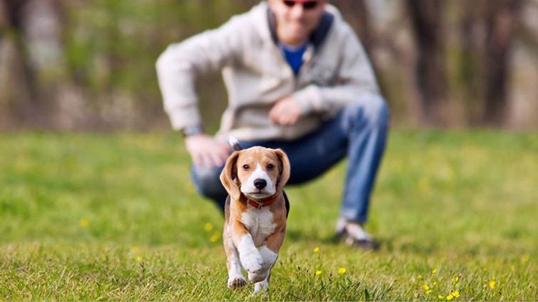 Inkallning av hund: Vanliga misstag vid inkallningsträning