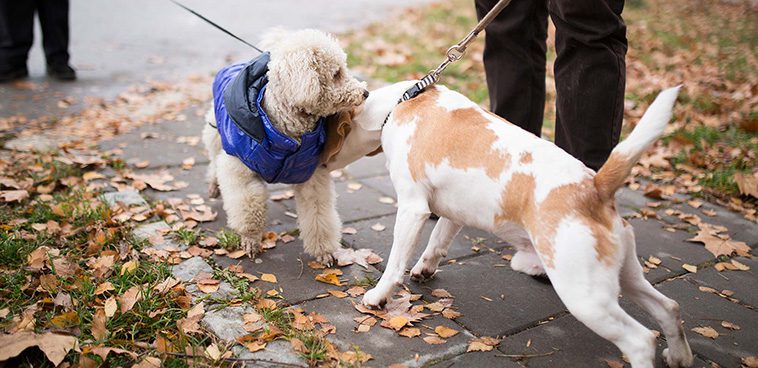 Att introducera en ny hund i hemmet: Vad du behöver veta:
Introduktion till befintliga husdjur.