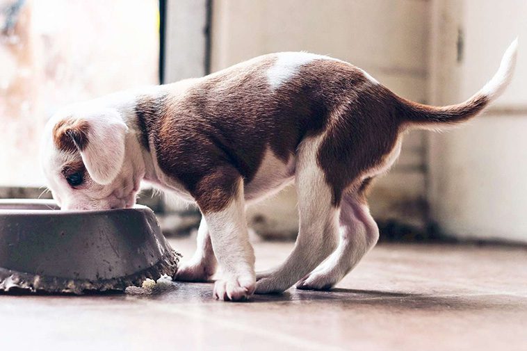Att introducera en ny hund i hemmet: Vad du behöver veta:
Rutiner och gränser.