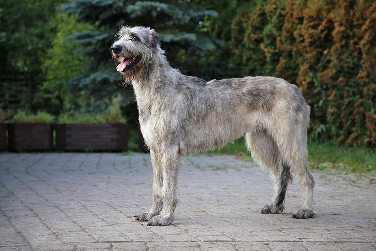 17 självständiga hundraser – för dig som vill ha en oberoende hund:
#6: Irländsk Varghund.
