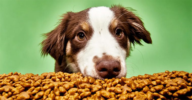 Kostnader att tänka på när du skaffar hund
Foder