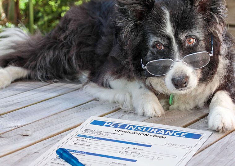 Kostnader att tänka på när du skaffar hund
Försäkring