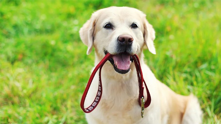 Kostnader att tänka på när du skaffar hund
Tillbehör och utrustning