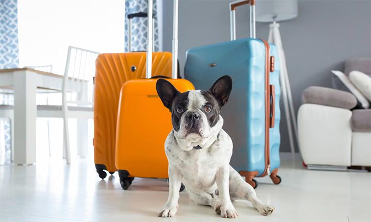 Kostnader att tänka på när du skaffar hund
Resor och semester