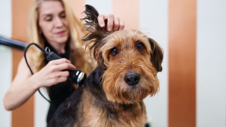 Kostnader att tänka på när du skaffar hund
Trimning och pälsvård