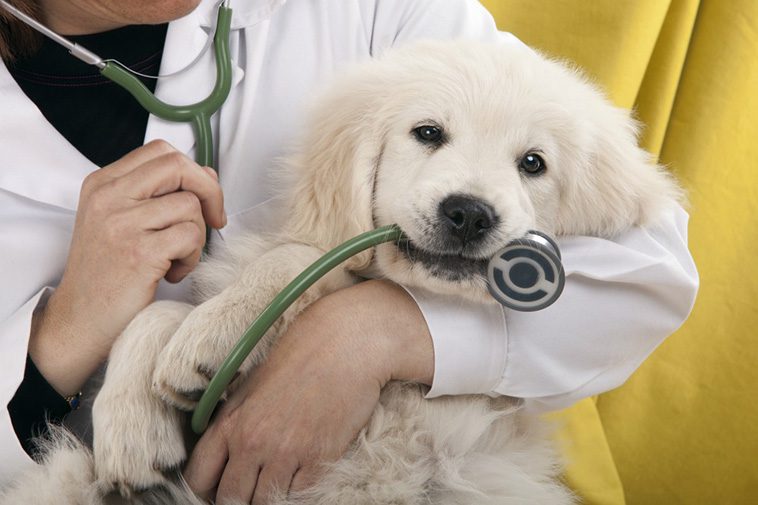 Kostnader att tänka på när du skaffar hund
Veterinärkostnader