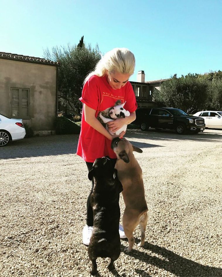 Lady Gaga, en stolt matte till en flock franska bulldoggar, har välkomnat ytterligare en lurvig vän till sin familj