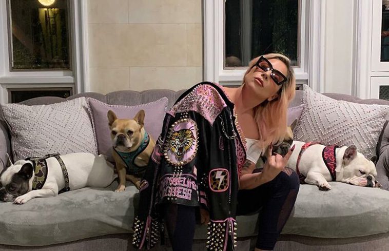 Under den fruktansvärda händelsen hamnade Ryan i bakhåll under en rutinpromenad med Koji och Gustav, medan en tredje hund, Miss Asia, sprang iväg