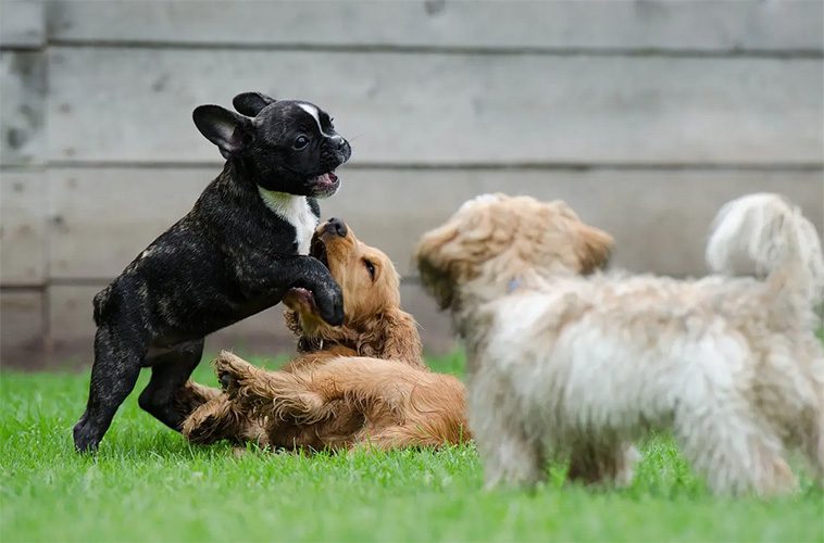 De bästa tipsen för att socialisera din hund med andra hundar:
När ska du börja socialisera din hund?