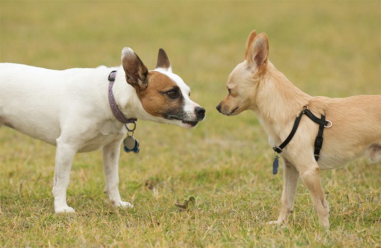 De bästa tipsen för att socialisera din hund med andra hundar:
Steg för steg: Så socialiserar du din hund