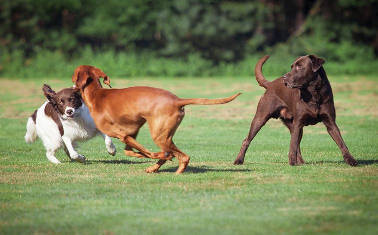 De bästa tipsen för att socialisera din hund med andra hundar:
Vad du ska undvika